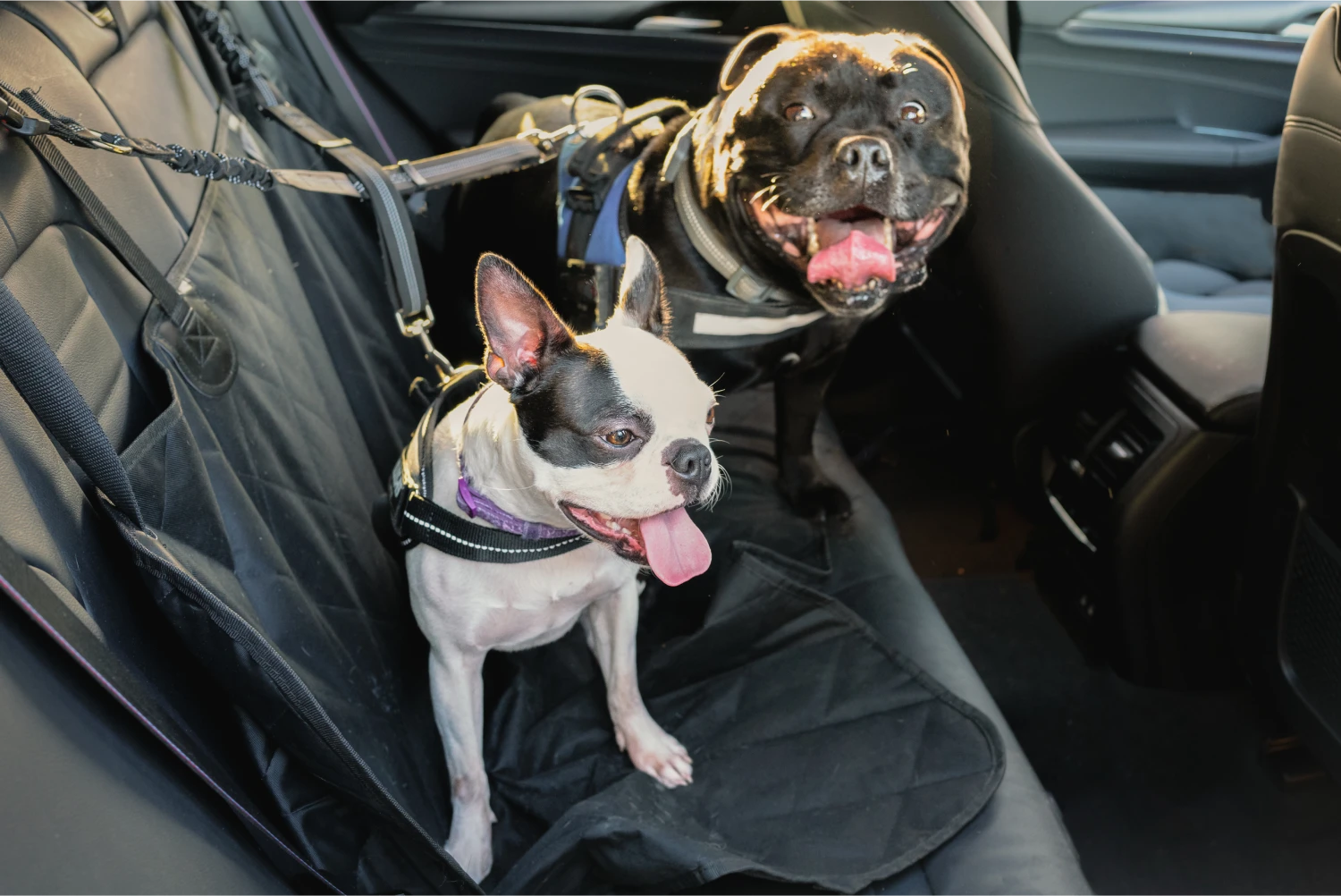 Chihuahuas Dog Car Seat Belt for Buick Encore